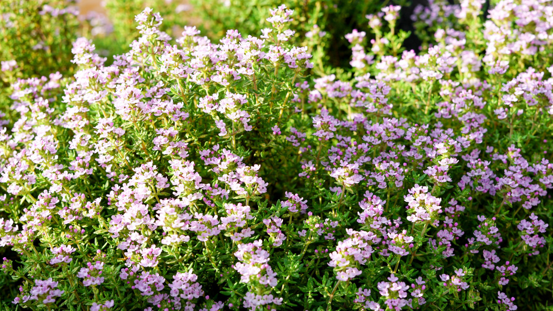 Giardino aromatico-timo