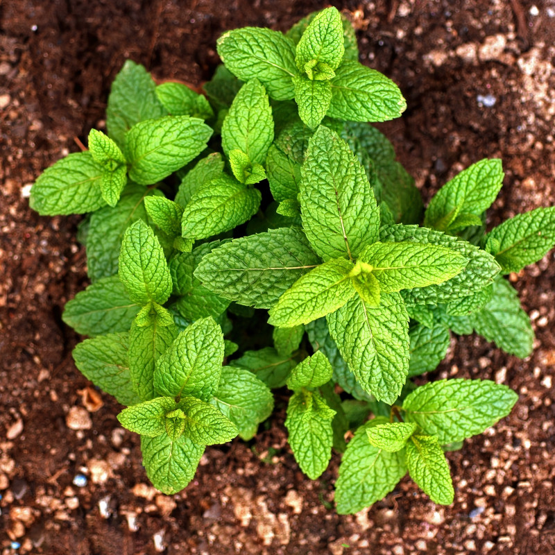 giardino aromatico: menta