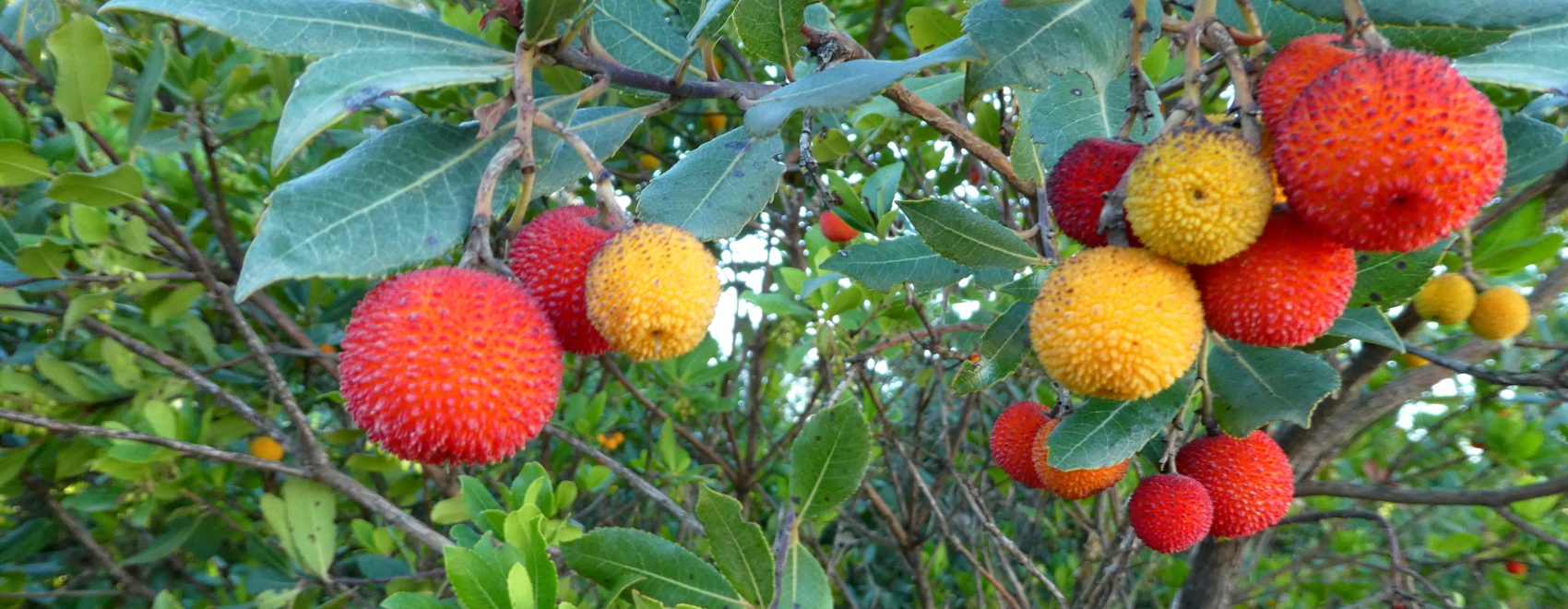 corbezzolo-giardino-mediterraneo