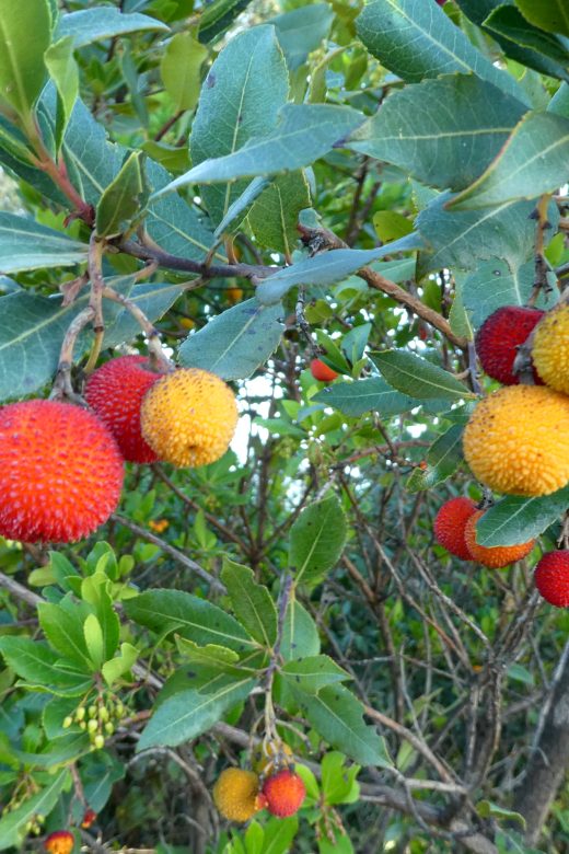 corbezzolo-giardino-mediterraneo